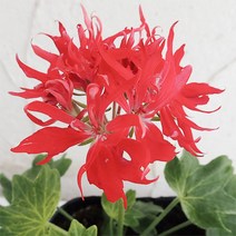 서비내 센코하나비 senko hanabi 선향불꽃 제라늄/페라고늄 서비야드