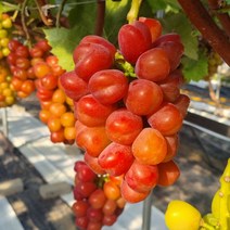 신비로운 핑크빛 마이하트 레드샤인머스켓 1.5kg 내외 (2~3송이)