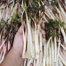 강원도 두릅 햇두릅 독활 겨울두릅 땅두릅 500g 2kg, 겨울 햇 땅두릅 2kg