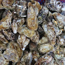 산지직송 통영 석화 굴 각굴 하프셀 삼배체굴 하프쉘 세척 대굴 5kg 10kg 10키로, 1.석화(5kg)