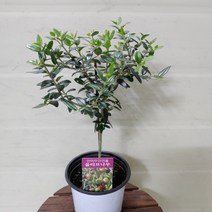 [성심] 올리브(원목대)119