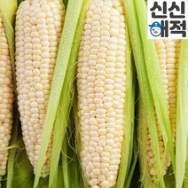 고흥 맛있는 초당옥수수 백초당옥수수 14cm내외, 백초당 옥수수[프리미엄] 비품 10개입