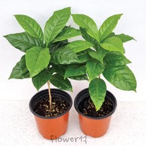 플라워석 1+1 커피나무 공기정화식물 20cm