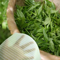 녹차샤워타올 464ㅣ거품 목욕 롤 때밀이 때 유아 어린이 부드러운 타올 타월 추천 파는곳