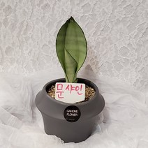 가홈플라워 고급화분 문샤인 공기정화식물 산세베리아 스투키, 핑크
