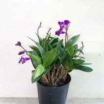 칼라가 선명하고 화려한 긴기아난