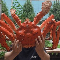 살아가는 활킹크랩 브라운 레드 킹크랩, 3.0kg 레드 활킹크랩, 1개