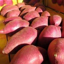 [쟁기돌이] 경기도 여주 2022년 햇밤고구마 목매이는 퍽퍽하고 팍팍한 옛날 100% 오리지널 원조 알밤고구마, 1박스, 밤고구마 큰특 5kg