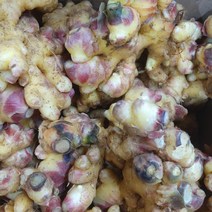 햇 영주 생강 3kg 5kg (정품), 1box, 5키로