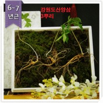 강원산삼초 명품 산양산삼 6~7년근 5뿌리 산양삼 장뇌삼 산삼 장뇌산삼 산삼장뇌삼 어른 VIP 고급 선물