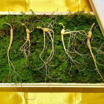 본초 산양산삼 9-10년근 5뿌리 국산100% 산양삼 산삼 장뇌삼 건강식품 부모님선물, 1세트