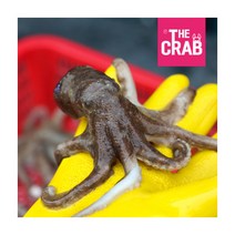 [더꽃게] 대용량 국산 주꾸미 10kg 냉동, 1개