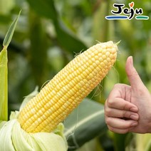 [예약]제주 햇 초당옥수수 12cm-15cm 미니(10개)/당일수확, 2023-06-21