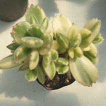 [수암다육] 웅동자금 랜덤발송 Cotyledon tomentosa f. variegata 랜덤발송 다육 다육이 다육식물 516, 1개