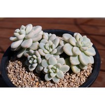 라울금 다육이화분 키우기쉬운 다육식물 다육이금 희귀다육