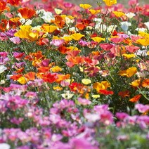 [모야모 꽃씨] 금영화(캘리포니아포피) 혼합색 30립 씨앗