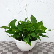 도희씨네 정원>> 주방냄새 킬러!! 스킨 답서스 120″ class=”wr-img”></a></div>
</div>
</div>
</div>
<div class=