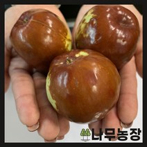 (나무농장) 대왕대추(다왕자오) 결실주 분