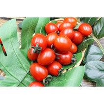 [푸릇Fruit] 몸에 좋고 달콤한 스테비아 방울! 1팩 500g