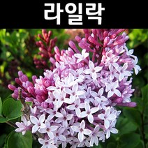 라일락(수수꽃다리) 나무 묘목 키1.2m(분) 1개/정원/공원/조경수