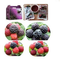 복분자 진액즙 2박스( 45팩x2)115ml/복분자 액기스 진액 남녀 누구나 섭취, (2형)산수유즙(45팩x2)