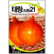 태랑21양파/만생종 양파씨앗 종자