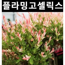 무늬버들(플라밍고샐릭스)나무 묘목 개화주 포트 1개/활엽수/정원용