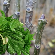 묘목/가시없는엄나무 1년생/중묘/수고 약20cm 5주묶음 CH392, 1개