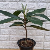비파나무15