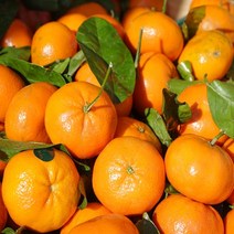 [특등급] 감귤2KG 밀감 귤 제주밀감 제주귤 귤 감귤 제주감귤체험 타이벡감귤 감귤체험 제주도귤체험 타이백감귤 비가림귤 제주귤 제주귤체험 귤따기체험 제주, 2KG, 1개