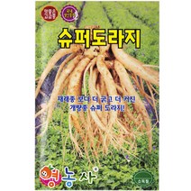 슈퍼도라지 씨앗 2000립, 1개