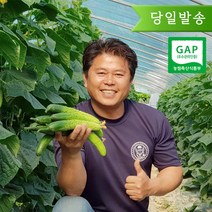 쓴맛 없이 맛있는 오이 소박이 오이지용 양주농부 클로렐라 백다다기 백오이, 1box, 클로렐라 오이 2kg (10개-14개)