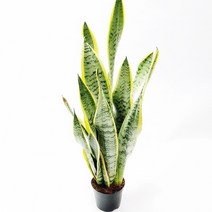 트리앤 1+1 산세베리아 수퍼바 금전수 스투키 공기정화식물 미세먼지식물, 01. 산세베리아45cm 1개