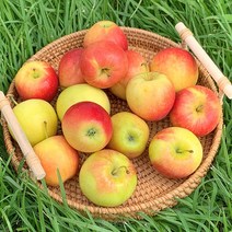 [수출1등] 루비에스 미니사과 한입사과 껍질째먹는사과 경북 영천 햇사과, 2kg, 1개