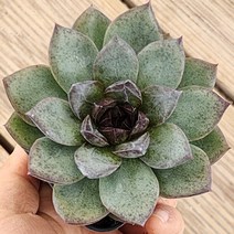 내맘에 힐링다육 한눈에 모아보기, 12번-블랙베어, 1개