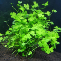 수초 미니 노치도메 6뿌리