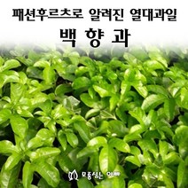 [모종심는아빠] 패션후르츠로 알려진 남미의 열대과일 백향과