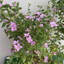 [다온야생화] N3271 사계보로니아 (10cm) [랜덤], 1개