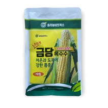 초당계 금당옥수수 씨앗 70립 [23년포장] 금당 국산 옥수수 종자