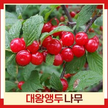 앵두나무 묘목 대왕조선앵두 접목1년생 뿌리 특묘 1개