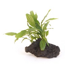 [바보사랑] 화산석 활착수초 M - (수초활착 어항수초 수초어항), 상세 설명 참조