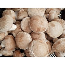 양양표고버섯 선물용 1kg, 3kg