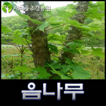 음나무 음나무묘목 엄나무묘목 약나무 개두릅나무 조경수, 1개