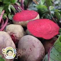 제주느린농부의 레드비트 5kg (착즙용 실중량), 단품