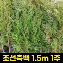 조선측백 1.5m 1주 묘목 울타리 조경수 분묘 측백나무