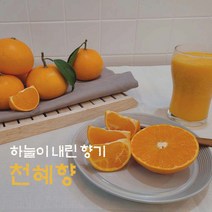 제주 산지직송 제철 고당도 천혜향 선물용 3kg 5kg, 보자기포장, 중과5kg(21-30과)