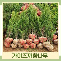 향나무 묘목 가이즈까향나무 키1m(분) 1개