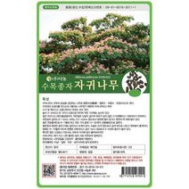 자귀나무씨앗 1kg, 1개