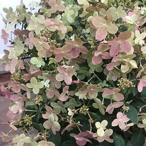 목하원예조경 유럽수국나무 폴스타(향수국) 화분묘, 1개