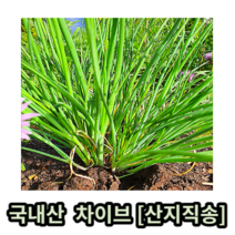 국내산 허브 차이브 10g 100g 산지직송 차이브 차이브생잎 허브차이브 chives 허브 쪽파 차이브허브 향신료 허브향신료 요리용 데코용 식용 싱싱한 신선한, 1개